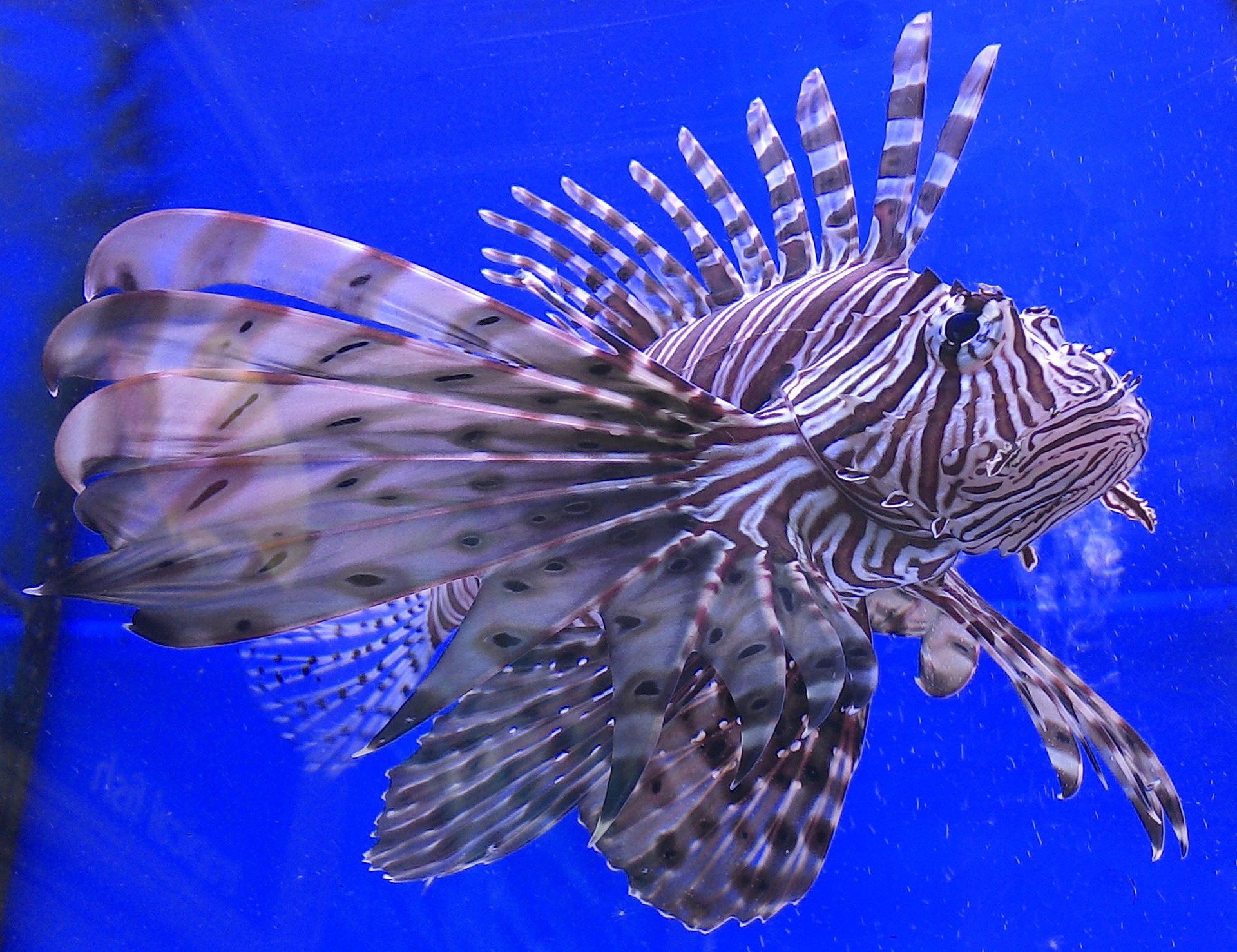 A Lionfish