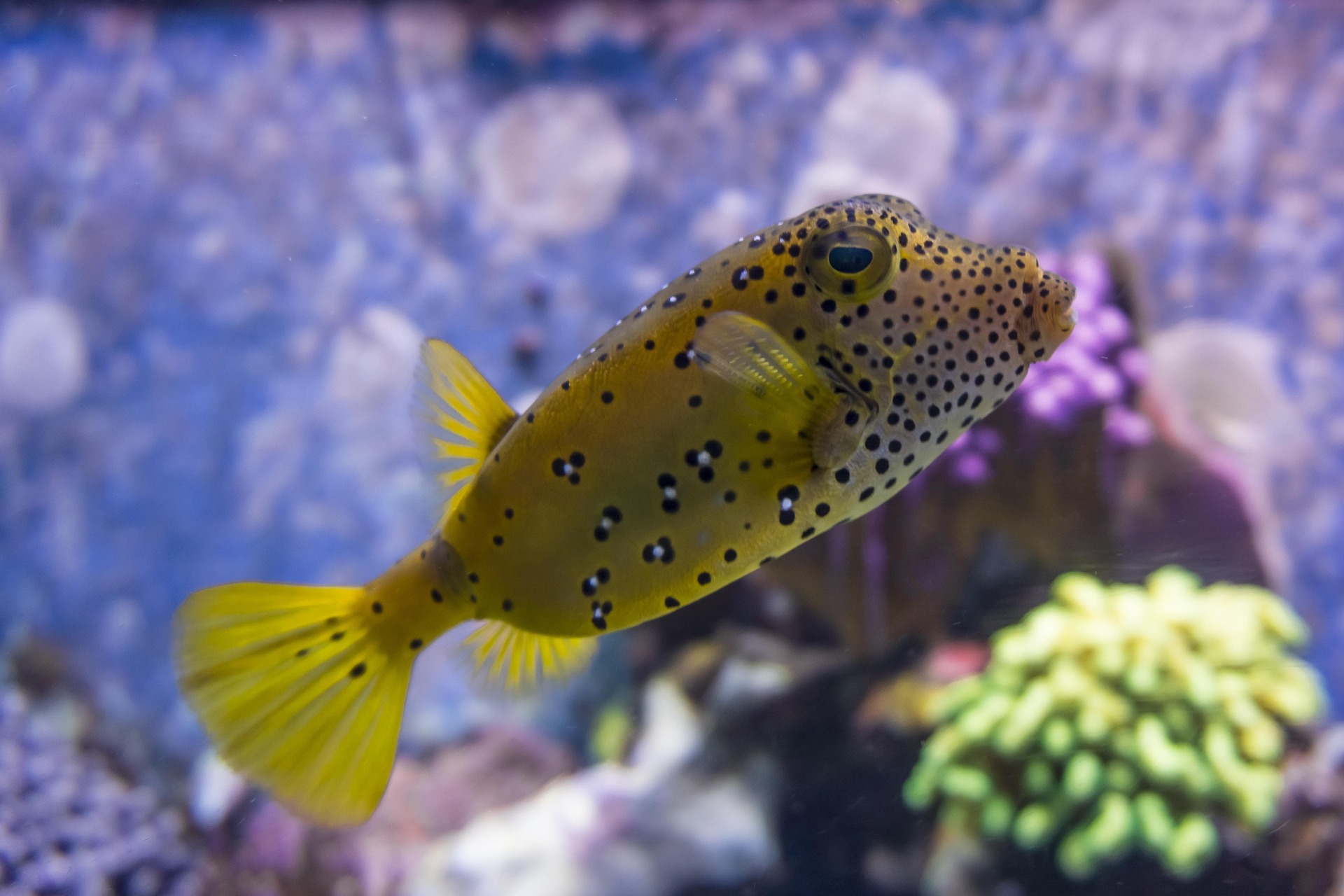 A Pufferfish